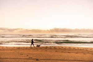 人と犬と海の画像