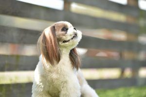 犬が見上げる画像