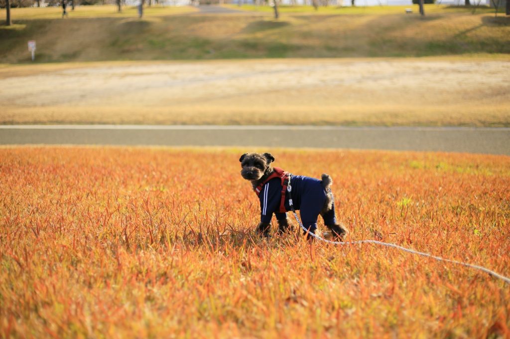 公園で散歩する愛犬の画像