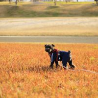 公園で散歩する愛犬の画像