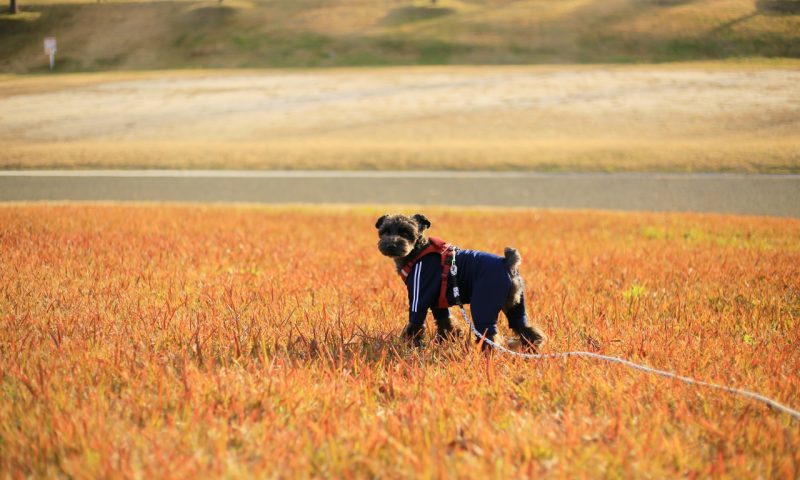 公園で散歩する愛犬の画像