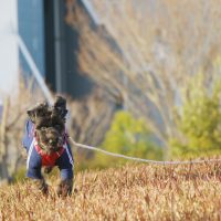 ハーネスをつけて走る愛犬