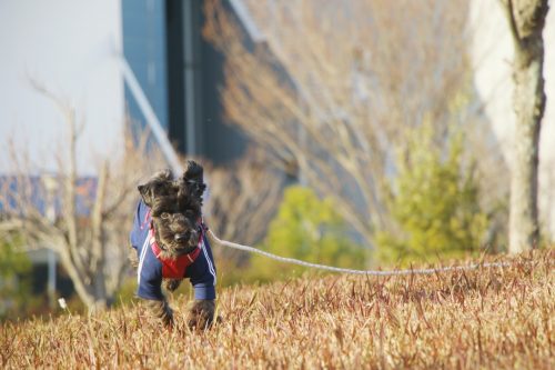 ハーネスをつけて走る愛犬