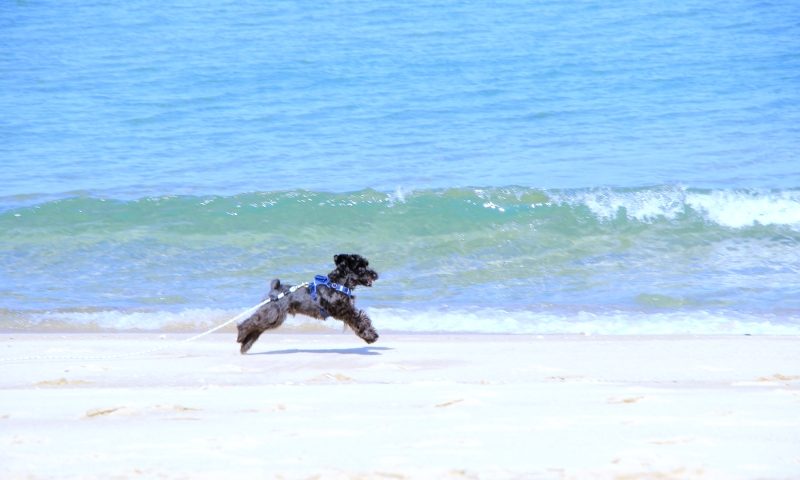 海で走る愛犬