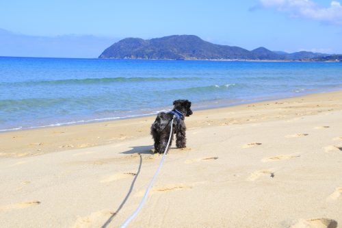 前を歩く犬