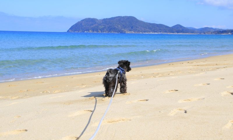 前を歩く犬