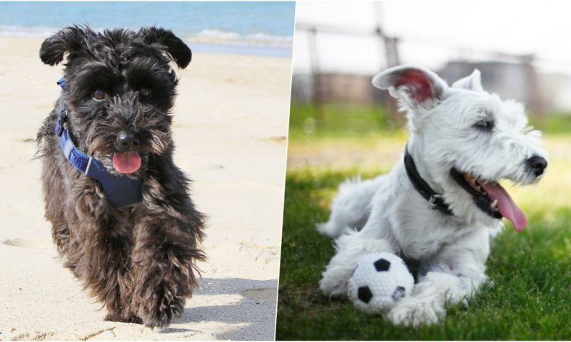 小型犬にはハーネス 首輪