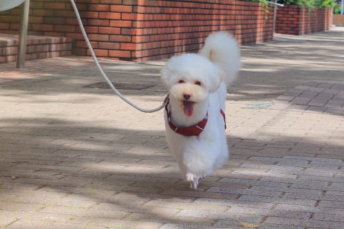 ハーネスをつけた犬の画像