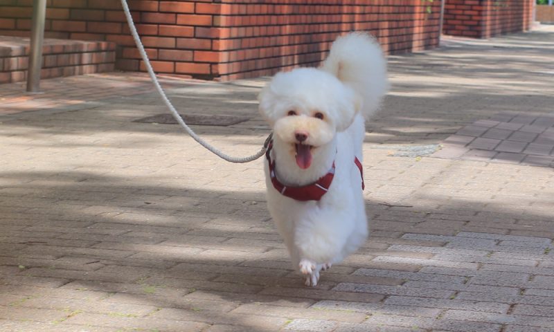 ハーネスをつけた犬の画像