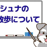 シュナと散歩