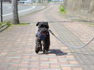 散歩する愛犬