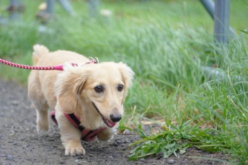 犬の画像