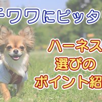 チワワにハーネス