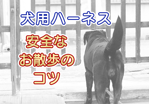 犬用ハーネス安全なお散歩のコツ